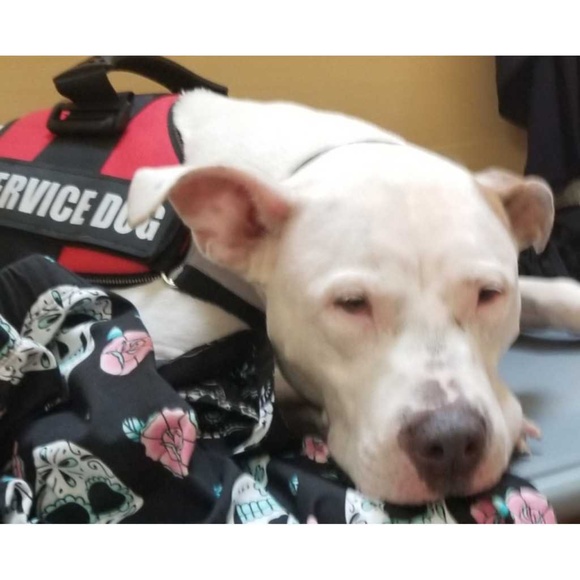 Meet your Posher, Francesca & Dani🐶 - Picture 4 of 9